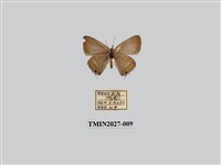 藏品(豆波灰蝶)的圖片